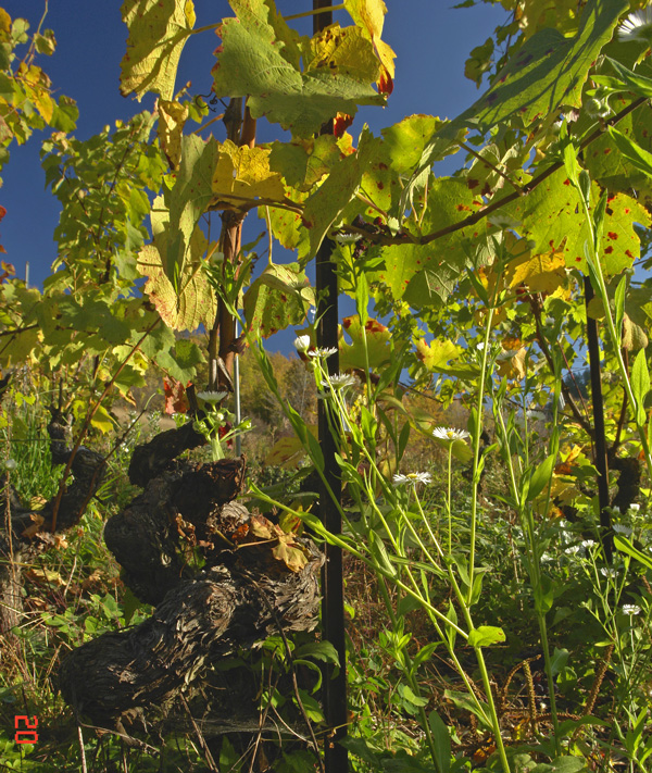Terroir ist auch Biodiversität des Weinbergs
